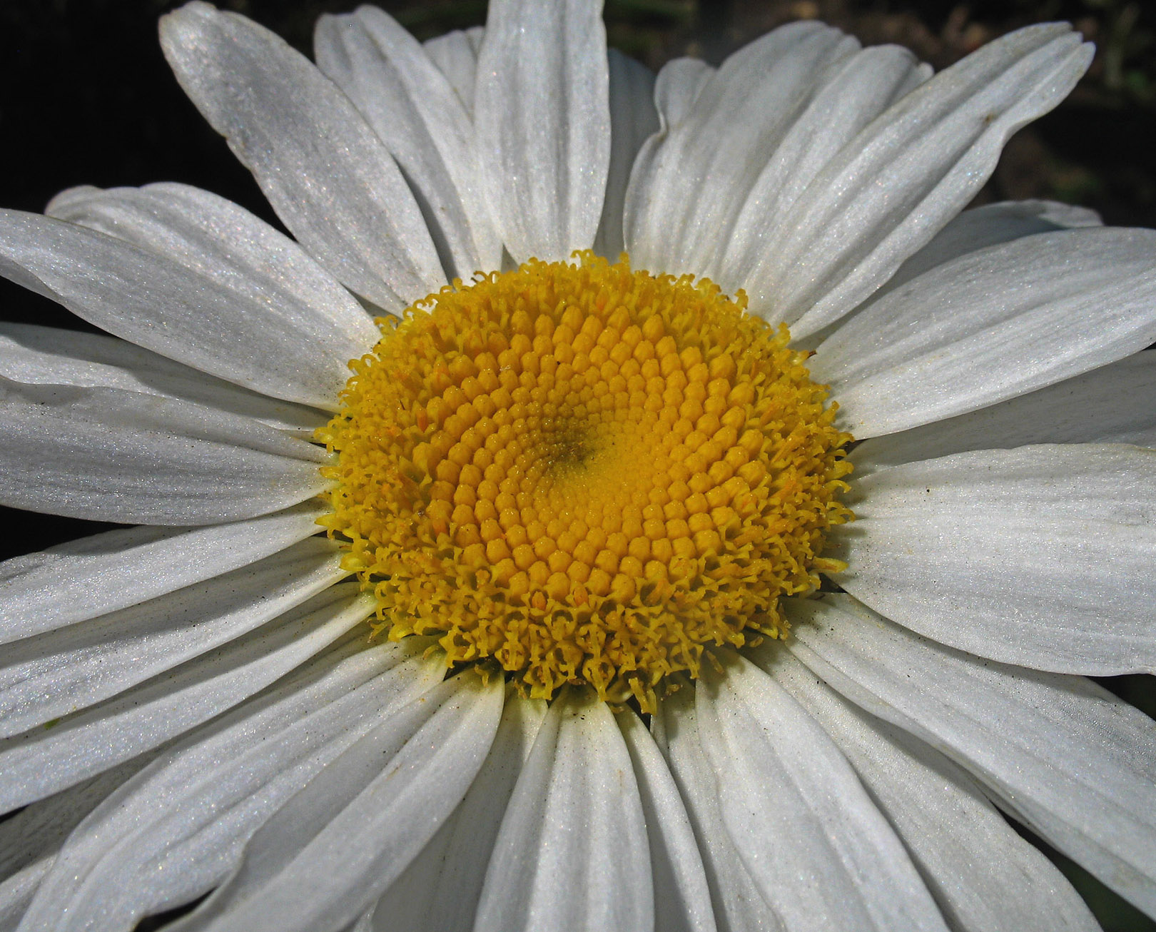 Chrysanthemum Shasta shasta daisy